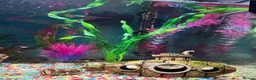 Other/Mixed Breed fish for sale: Fish tank 60L with 4 fish and 1 shrimp - Advert 4