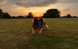 German Shepherd dogs for sale: Rehoming - Image 5