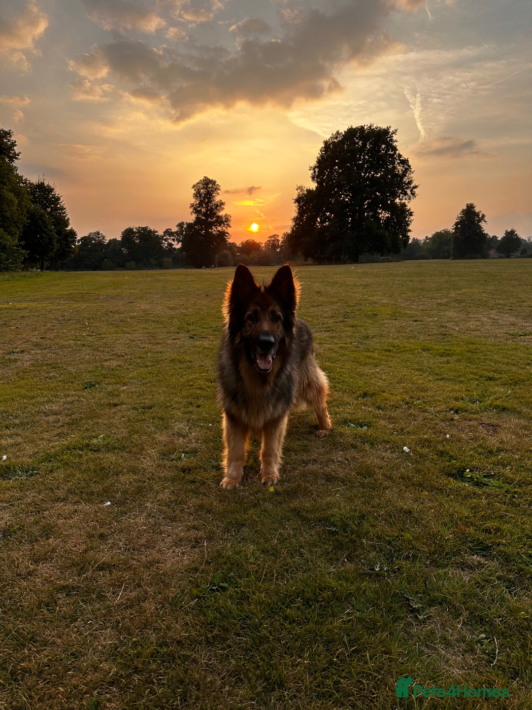 German Shepherd dogs for sale: Rehoming - Image 5