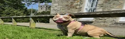 American Bully dogs for sale: Pocket bully bitch - Advert 8