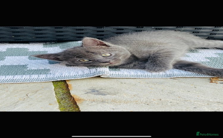 Mixed Breed cats - Advert 3