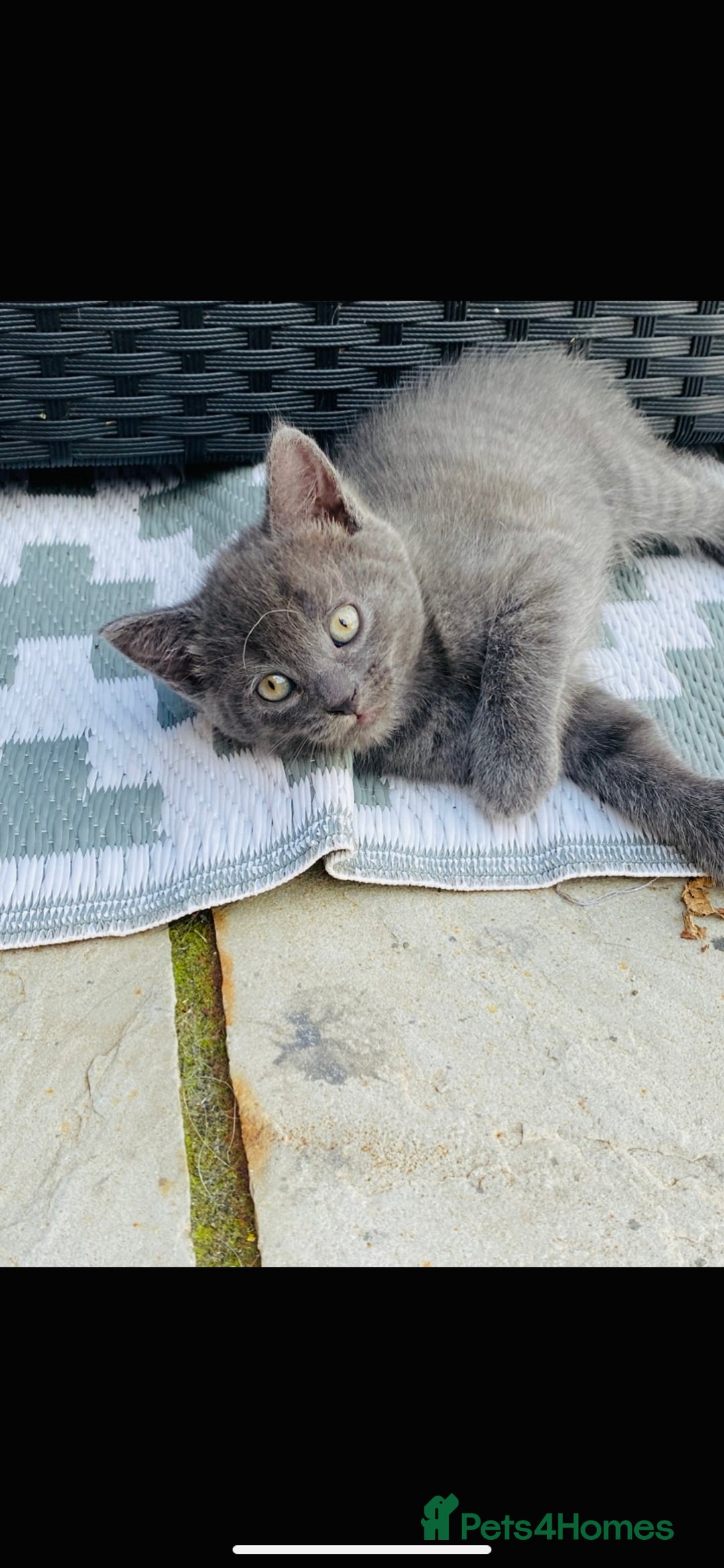 Mixed Breed cats for sale: American shorthair x Russian blue - Image 1