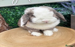 Mini Lop rabbits for sale: 🌟 mini lop babies 🌟 - Image 7