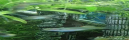 Platies fish for sale: Platy - Advert 2