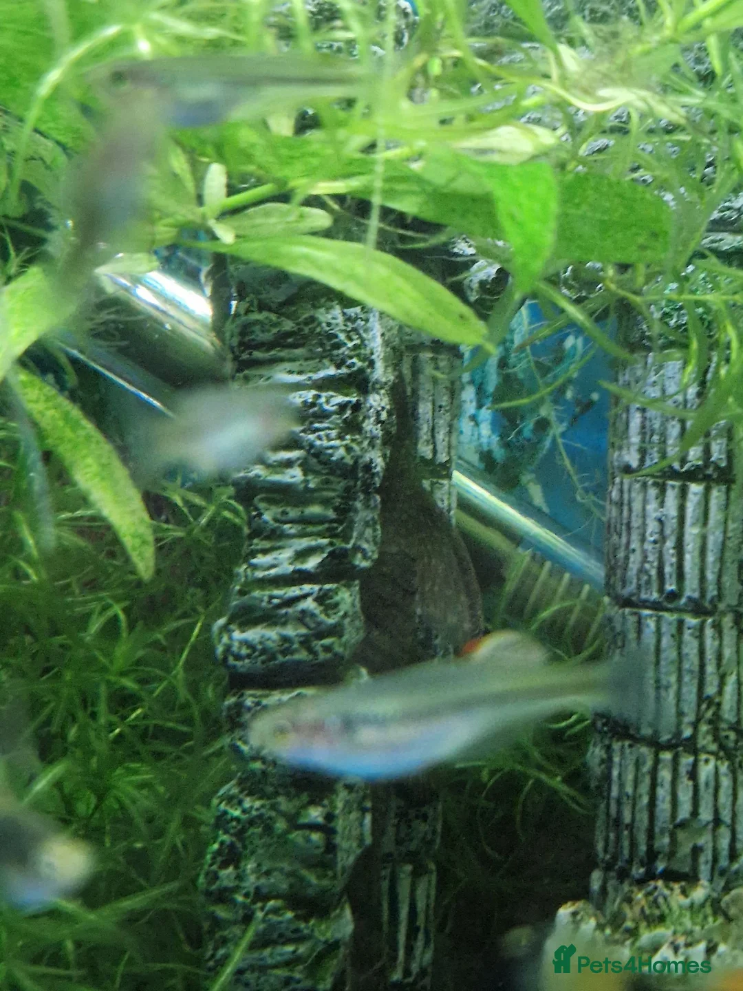 Platies fish for sale: Platy - Advert 2