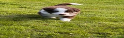 Border Collie dogs for sale: Rough coated male border collie pup in Tiverton - Advert 1