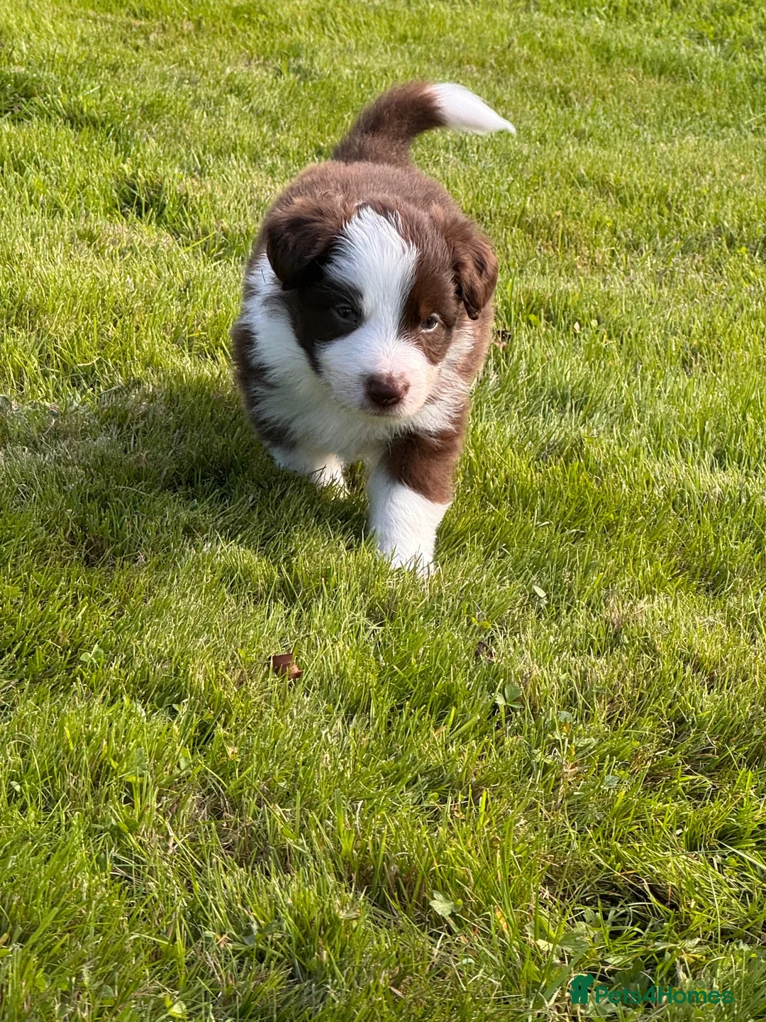 Border Collie dogs for sale: Rough coated male border collie pup in Tiverton - Advert 1