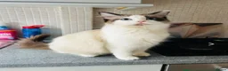 Ragdoll cats for sale: READY NOW Adorable pure ragdoll kittens  in Huddersfield - Advert 7