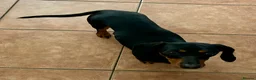 Miniature Dachshund dogs for sale: Miniature Dachshund Female Age 3 years - Advert 3
