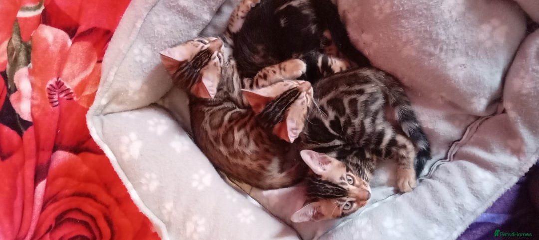 Bengal cats for sale: Pedigree Bengal Kittens - Image 7