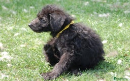 Mixed Breed dogs for sale: F1 Shepadoodle Puppies in Boston - Image 25