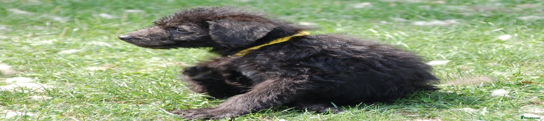 Jet