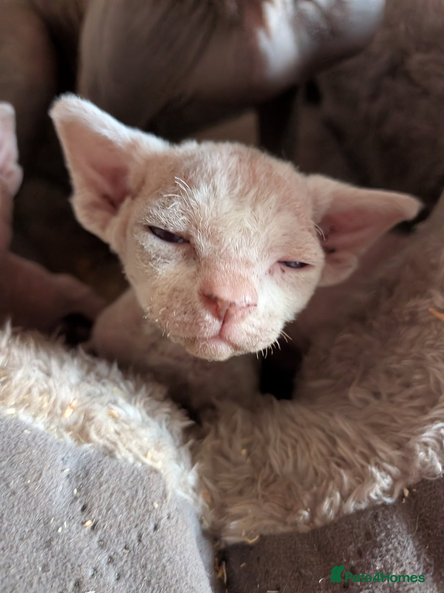 Sphynx cats Sphinx kittens  3 remaining  - Advert 11