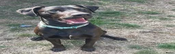 Mixed Breed dogs for sale: Doberman x Lab - Advert 2