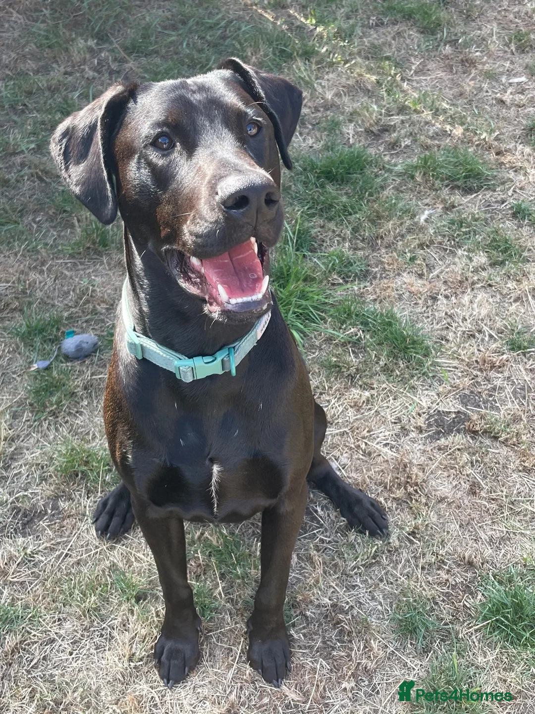 Mixed Breed dogs for sale: Doberman x Lab - Advert 2
