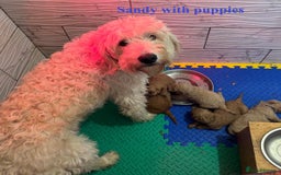 Goldendoodle dogs for sale: Goldendoodle Puppies - Health Tested Parents - Image 12