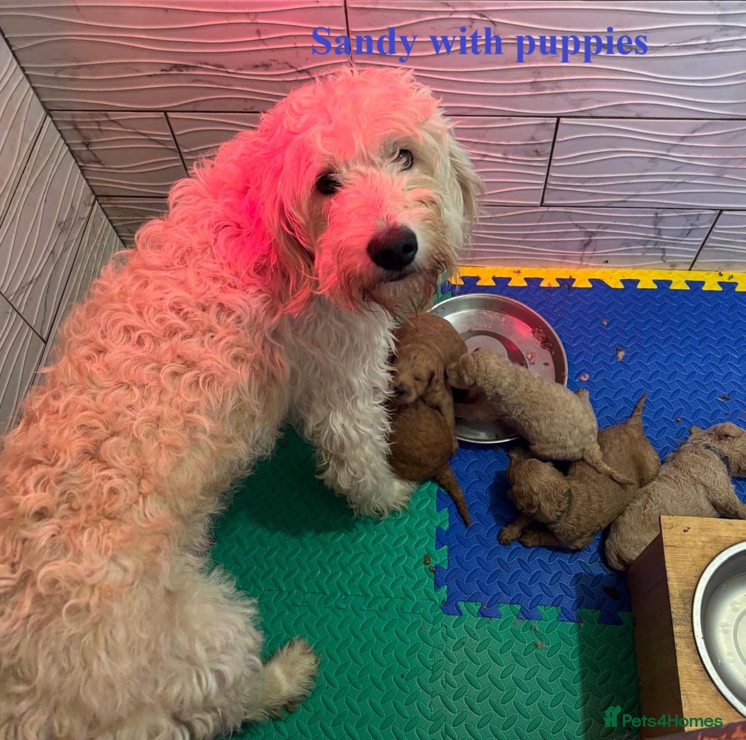 Goldendoodle dogs for sale: Goldendoodle Puppies - Health Tested Parents - Image 12