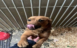 Mixed Breed dogs for adoption: Meet Jojo, currently residing in Essex - Image 3