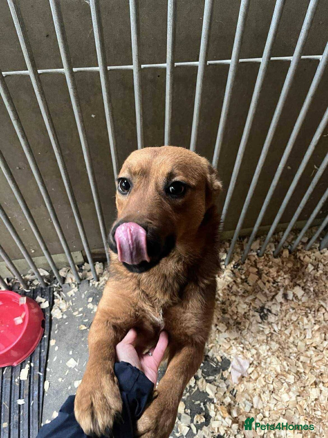 Mixed Breed dogs for adoption: Meet Jojo, currently residing in Essex - Image 3