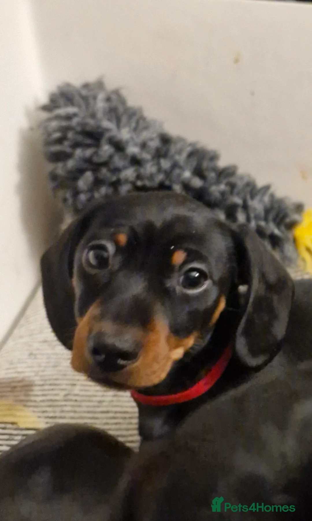 Miniature Dachshund dogs for sale: Two sweet smooth Black and Tan girls.  - Advert 4