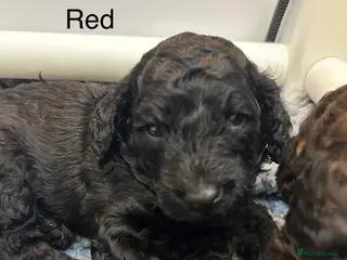 Mini Goldendoodle dogs Dazzling F1b Goldendoodles - Advert 7