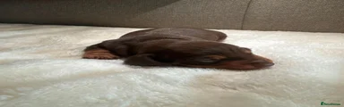 Dachshund 1