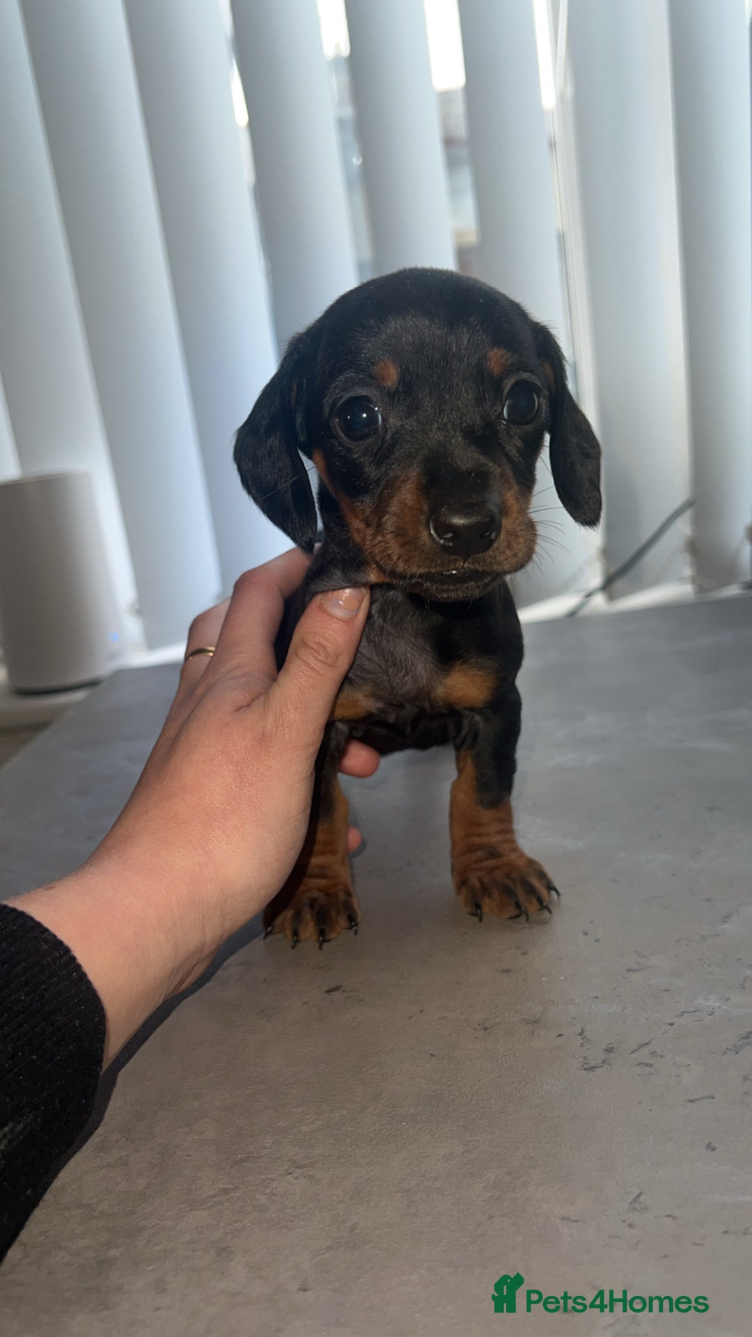Dachshund dogs for sale: ✨Dachshunds 👀 for forever 🏡 £900 ONO✨ - Advert 7