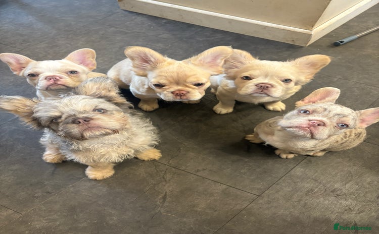 French Bulldog dogs - Advert 2