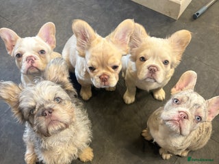 French Bulldog dogs - Advert 7