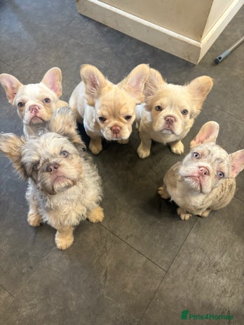 French Bulldog dogs - Advert 7