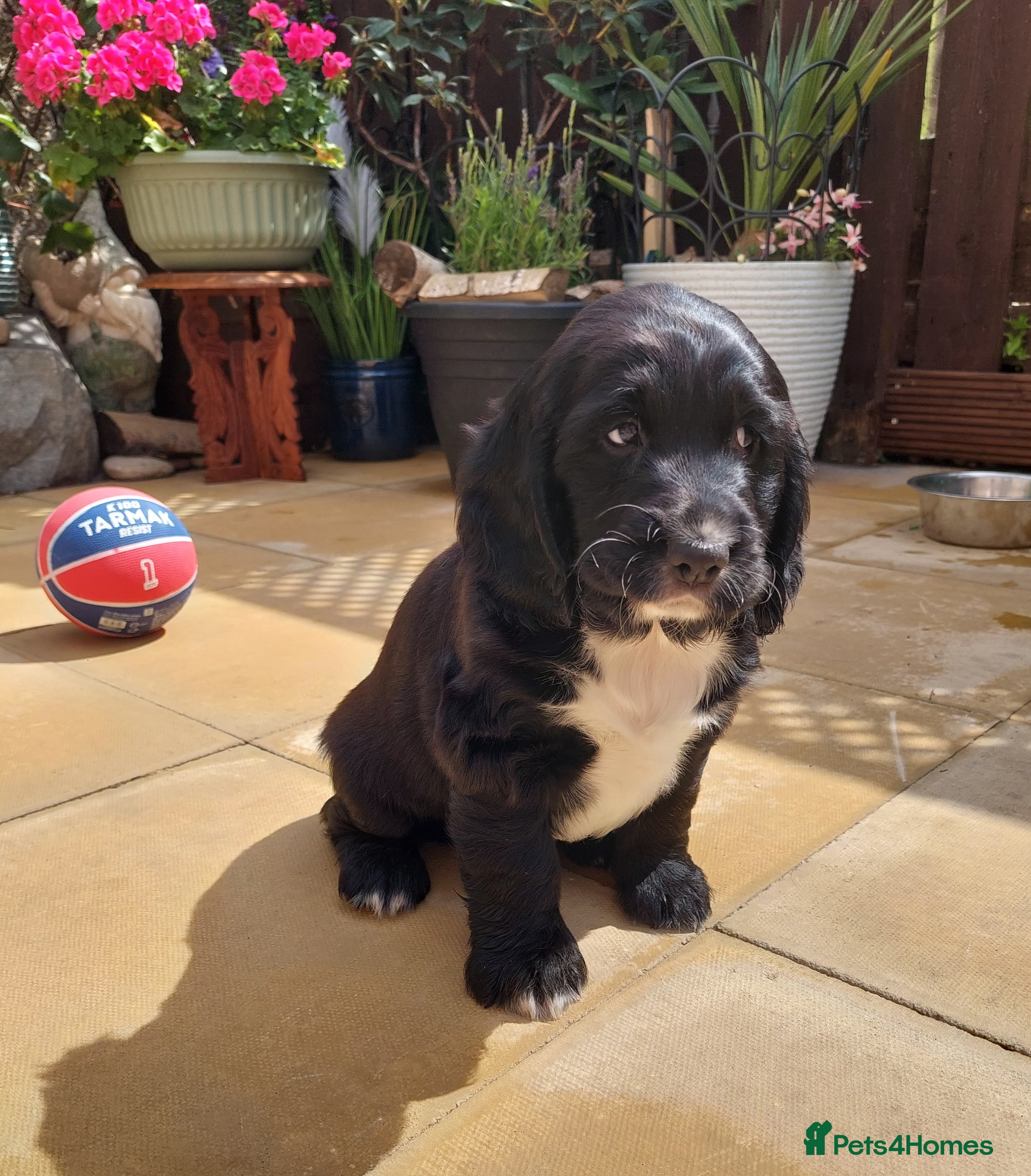 Cocker Spaniel dogs Cocker Spaniel puppies  - Advert 12