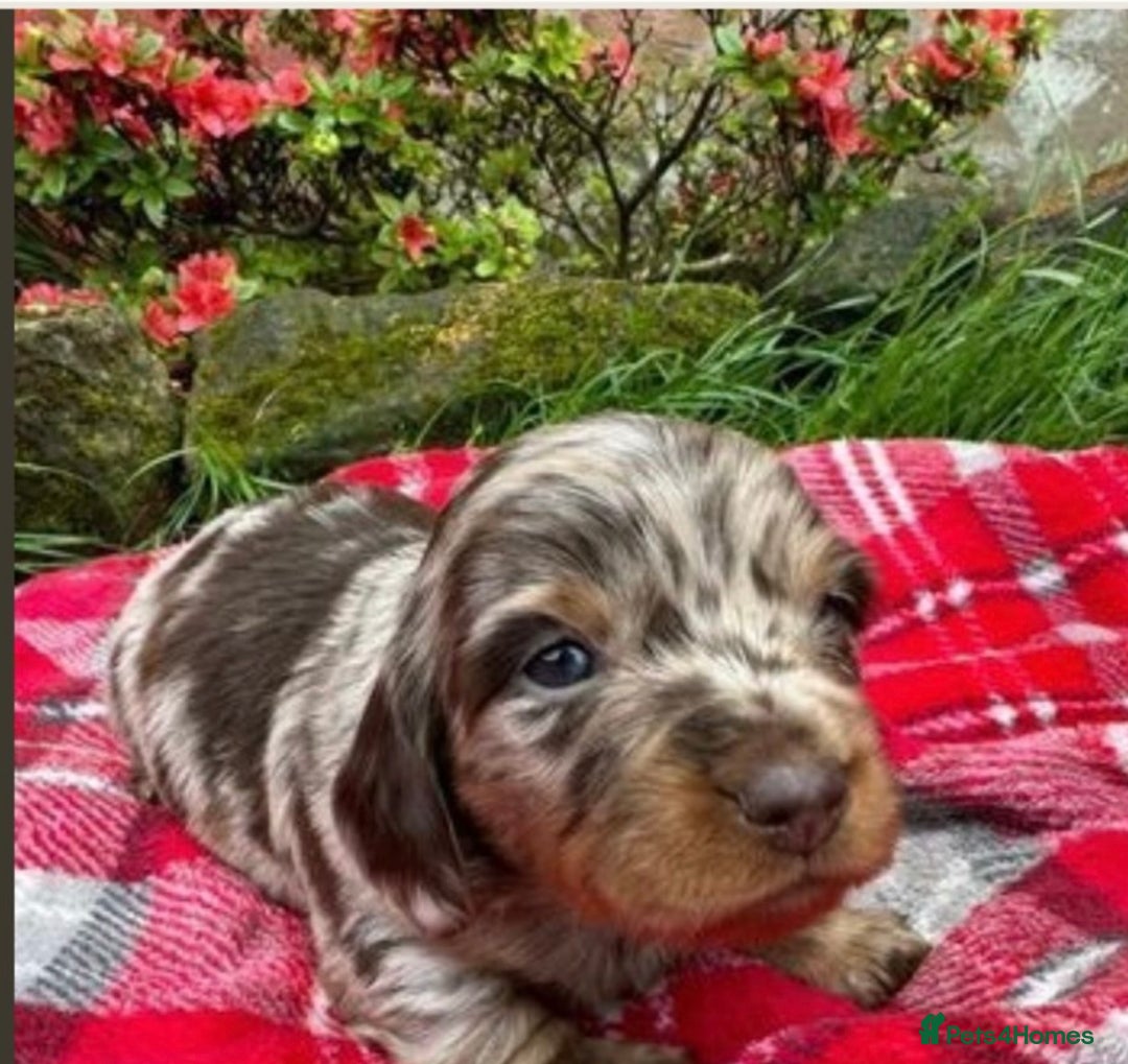 Miniature Dachshund dogs for stud: Chocolate & Tan (carries long) Stud in Dalry - Image 8
