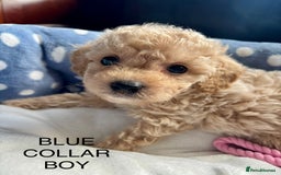 Cavachon dogs for sale: Super friendly, Litter trained Cavapoochon’s - Image 9