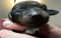 Dachshund dogs for sale: BEAUTIFUL KC REG STANDARD SMOOTH DACHSHUNDS  - Image 17