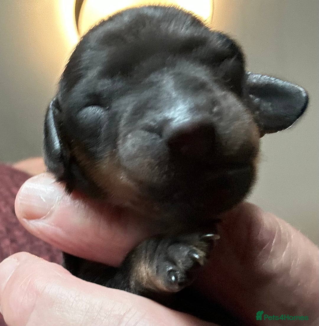 Dachshund dogs for sale: BEAUTIFUL KC REG STANDARD SMOOTH DACHSHUNDS  - Image 17