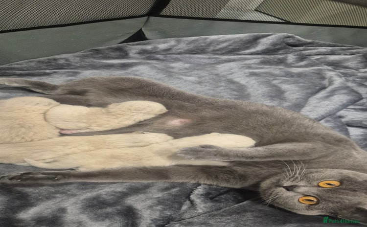 British Shorthair cats - Advert 1