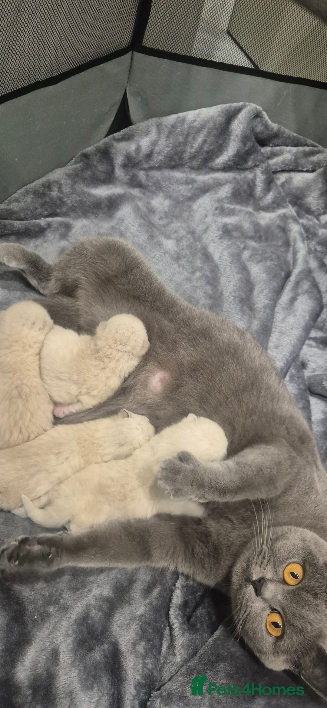 British Shorthair cats for sale: Colour point british short hair  - Image 1