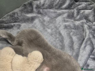 British Shorthair cats - Advert 26