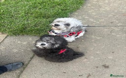 Shihpoo dogs for sale: Shihpoo 3 boys/1 girl - Advert 7