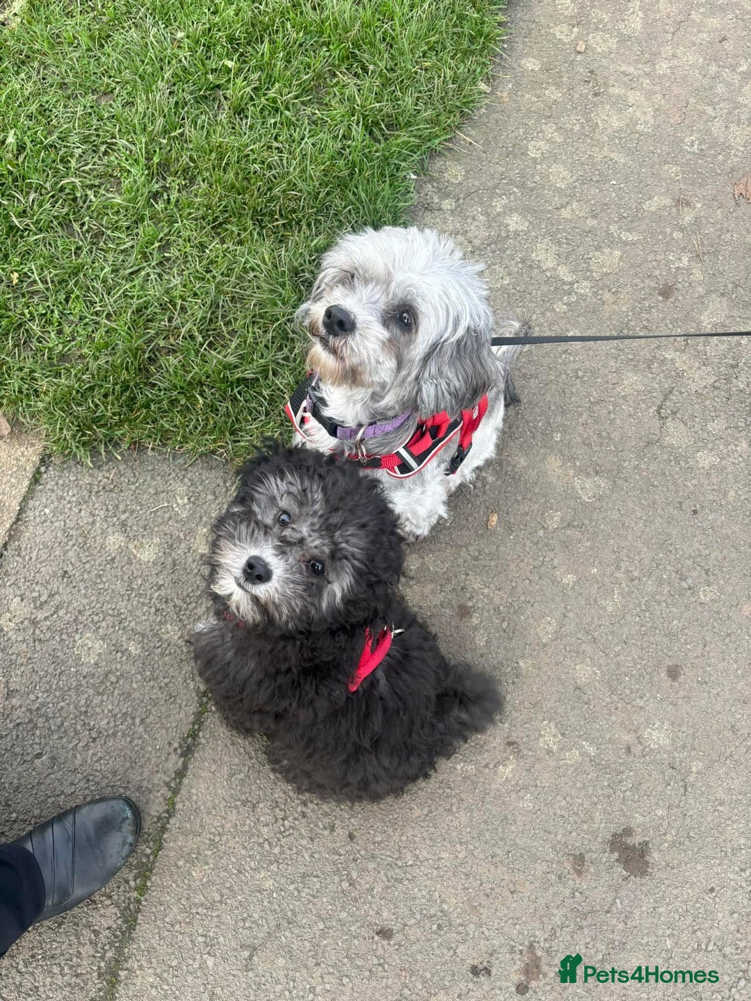 Shihpoo dogs for sale: Shihpoo 3 boys/1 girl - Advert 7