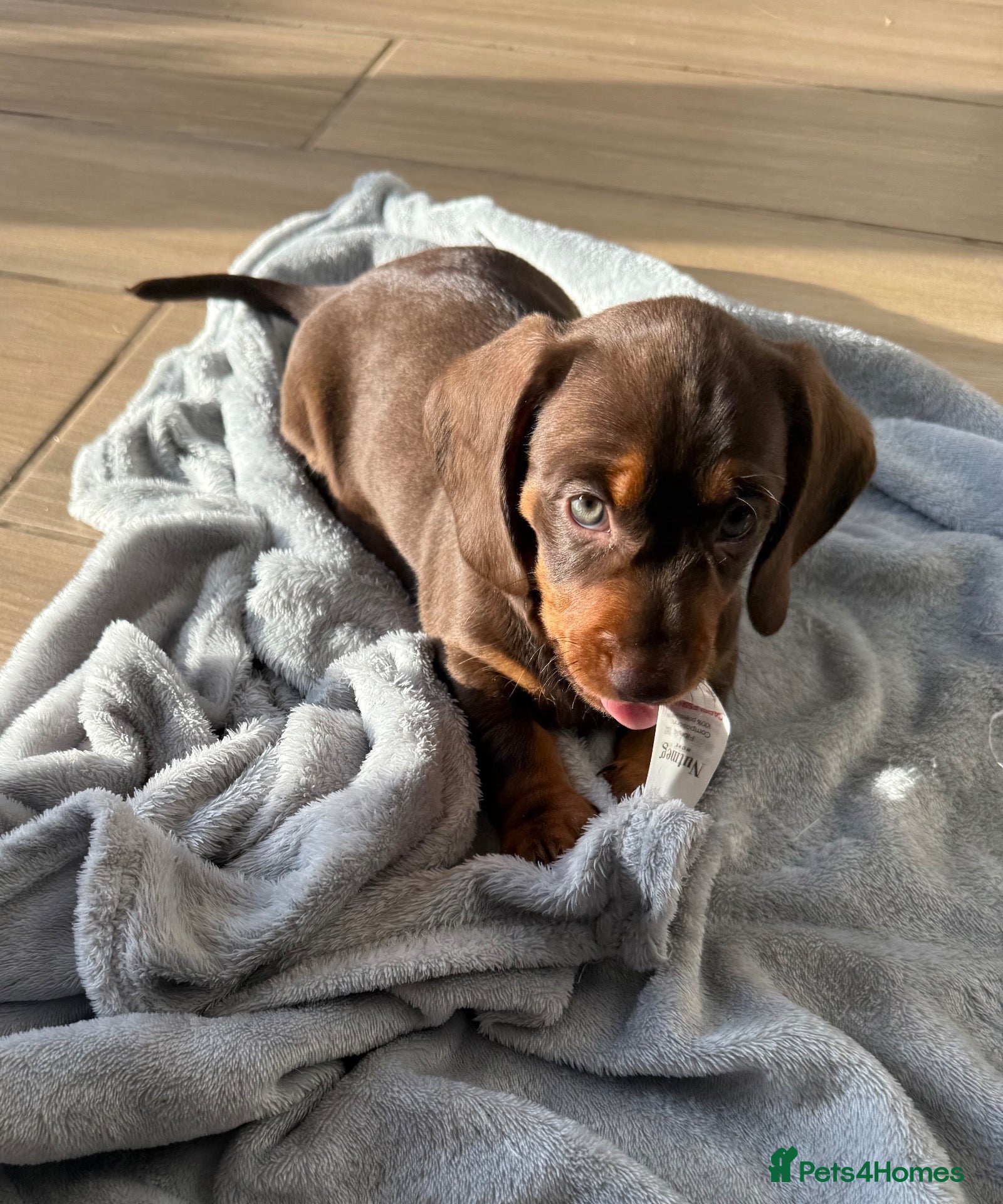 Miniature Dachshund dogs WHO WANTS TO TAKE ME HOME 🥰🐾 - Advert 2