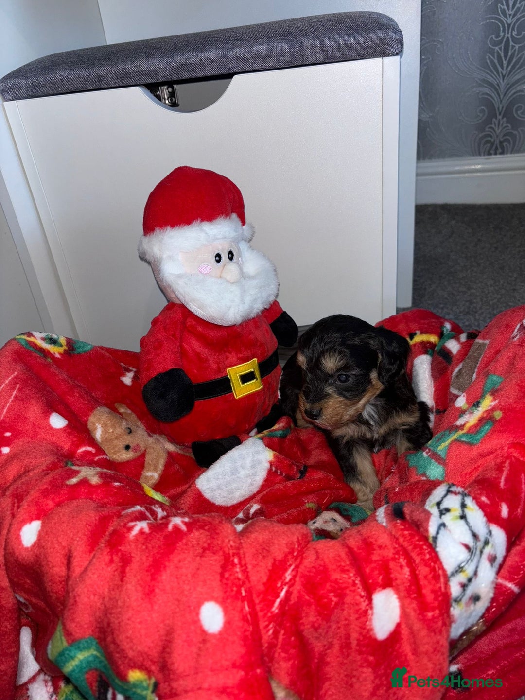 Cockapoo dogs for sale: 3 remaining Adorable cockapoo puppies  - Advert 18