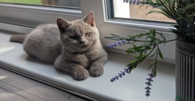 British Shorthair cats - Advert 5