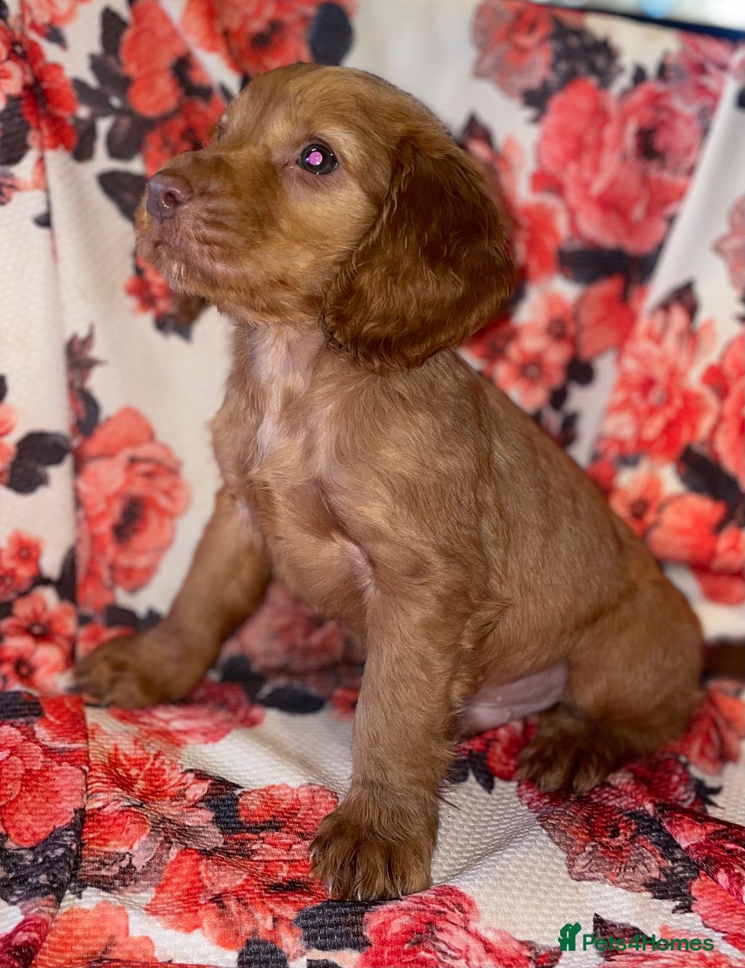 Cocker Spaniel dogs for sale: Beautiful golden puppies ready to leave now! - Advert 12