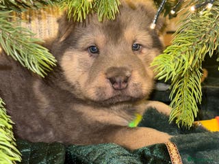 Shar Pei dogs Tan point bear and brush coat puppies - Advert 6