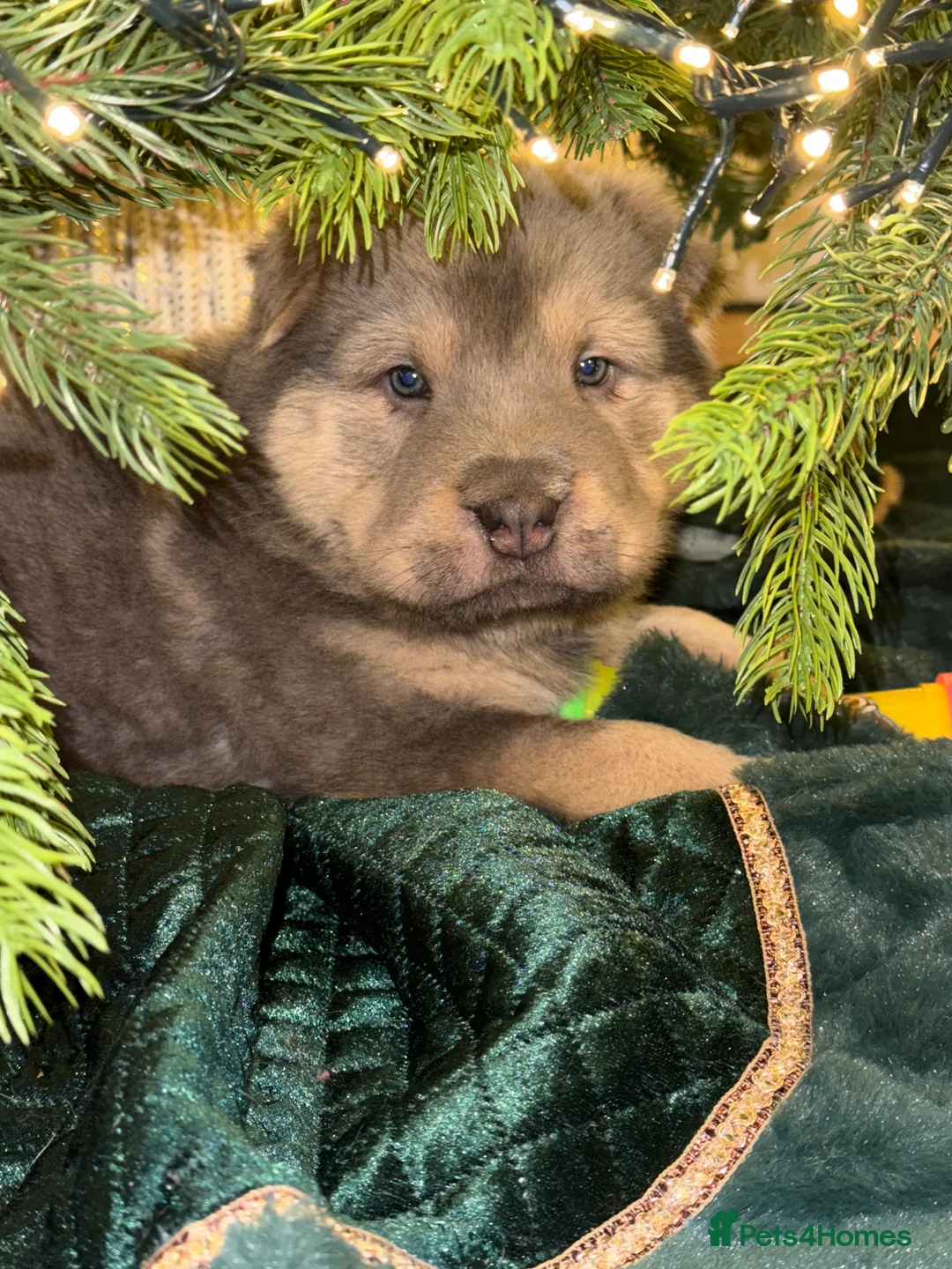 Shar Pei dogs for sale: Tan point bear and brush coat puppies - Advert 2