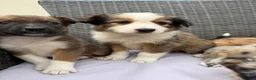 Border Collie dogs for sale: 5 Beautiful Puppies for sale🐾 - Advert 10