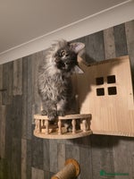 Maine Coon cats - Advert 3