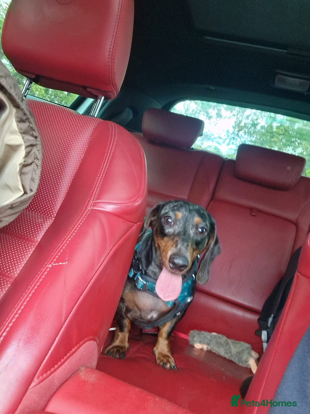 Dachshund dogs for adoption: 💖🐶 Ginny 🐶💖 - Image 8