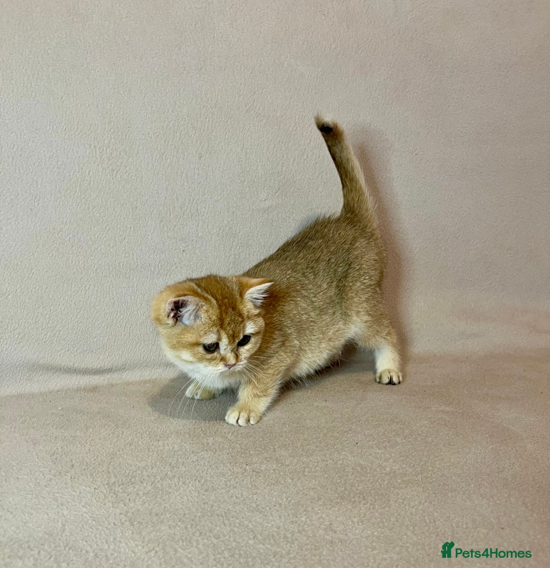 British Shorthair cats for sale: 🐾BSH Golden Kittens🐾  - Advert 6